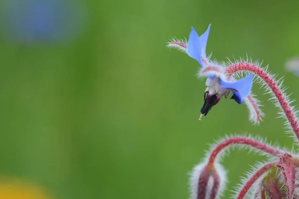 Macro Pale Blue Borage Flower Profile Green Background Copy Space — Stock Photo, Image