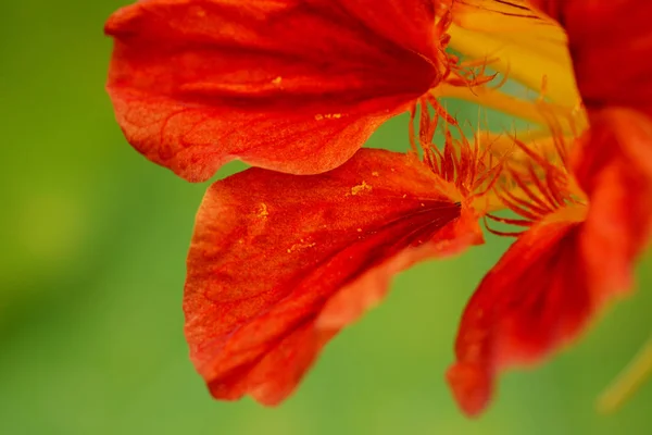 Abstract Macro Deep Red Nasturtium Flower Green Background — Stock Photo, Image
