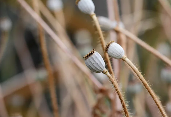 罂粟种子头的宏观 对更多的种子荚的模糊背景 — 图库照片