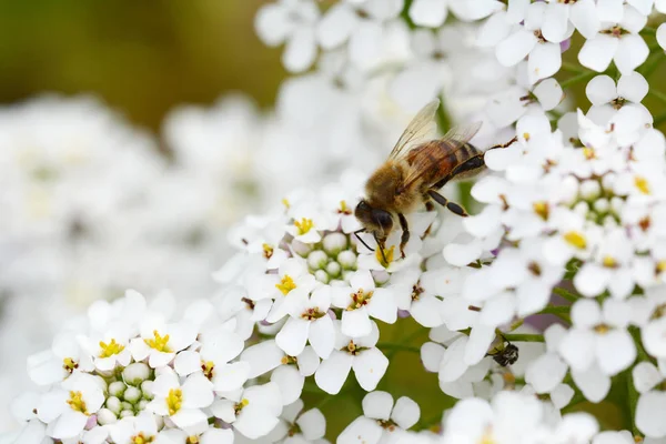 Närbild Honungsbiet Tar Pollen Från Små Vita Candytuft Blommor — Stockfoto