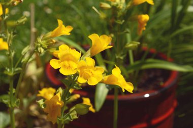 Sarı mimulus maymun çiçekler kırmızı benekli bir Bordo çiçek tencereye büyüyen