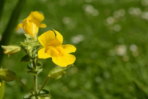 Arka plan kopya alanı ile yeşil çim kırmızı lekeler ile tek sarı mimulus çiçek