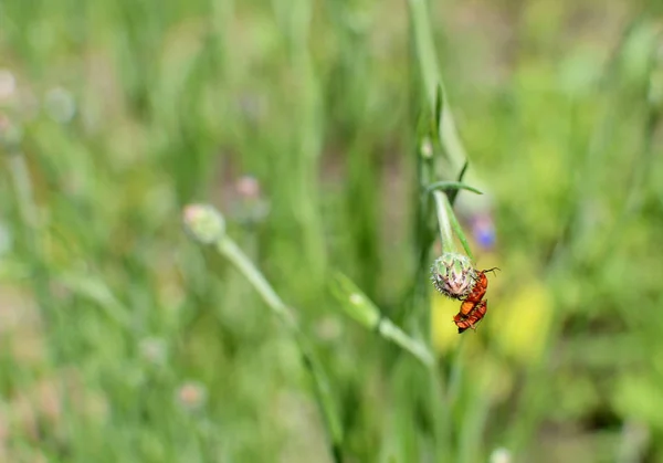 Zwei Gemeine Soldatenkäfer Hängen Während Der Paarung Sommer Einer Kornblumenknospe — Stockfoto