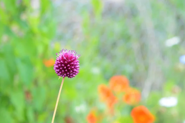 Rund Lila Allium Blomma Huvudet Selektiv Fokus Mot Färgglada Trädgården — Stockfoto