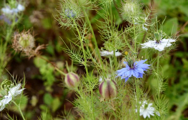 Blå Växt Nigella Blomma Bland Vita Blommor Och Randig Frökapslar — Stockfoto
