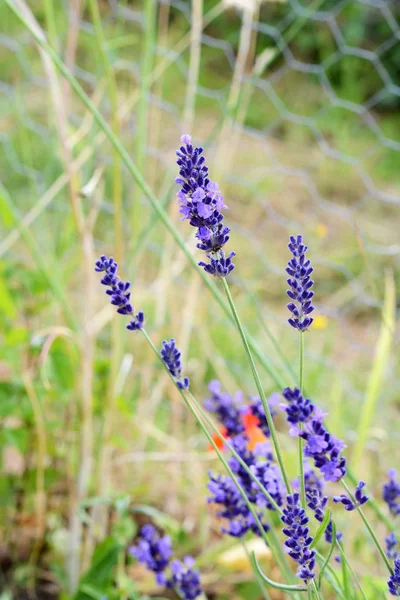 Stalks Aromatic Lavender Small Purple Flowers — Stock Photo, Image