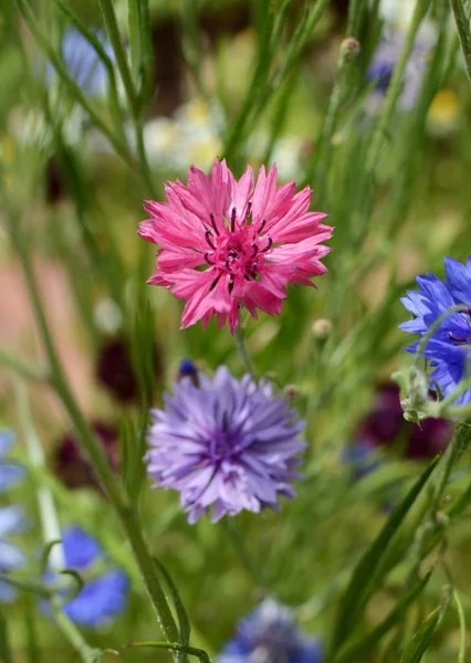 鮮やかなピンク コーンフラワー 独身ボタン 野生の花の庭に青と紫の花の中で — ストック写真