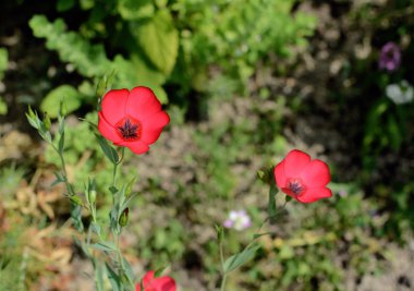 Scarlet keten çiçekler, kopya alanı ile linum grandiflorum