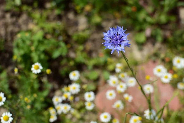 Mayweed の背景に対して単一青いコーンフラワー 独身ボタン ワイルドフラワー — ストック写真