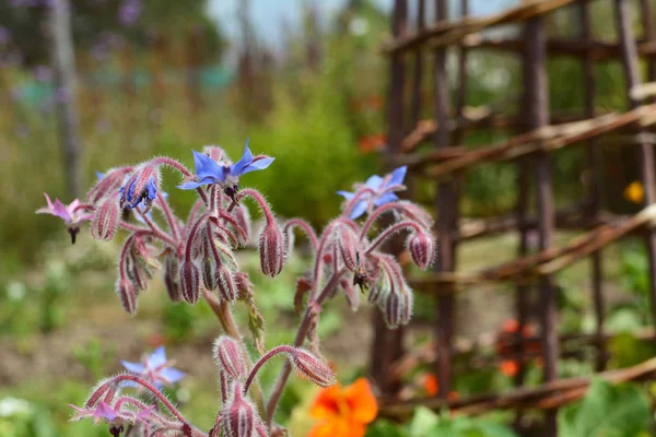 Gurkört Blommor Selektivt Fokus Mot Sockerrör Wigwam Vacker Blomma Säng — Stockfoto