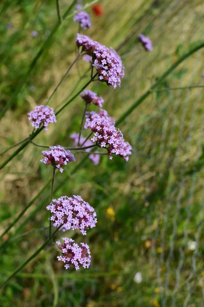 Vários Talos Verbena Purpletop Verbena Coberto Com Pequenas Flores Roxas — Fotografia de Stock