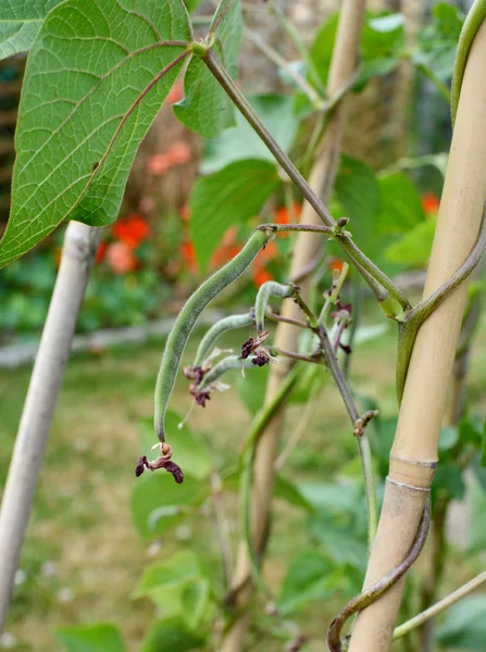 Kleine Läuferbohnen Beginnen Aus Einer Bohnenrebe Gemüsegarten Wachsen — Stockfoto