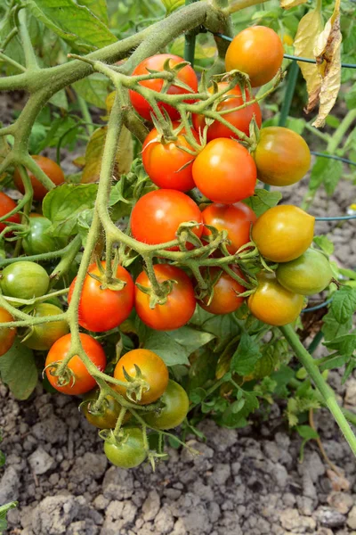 Cerchas Tomate Cargadas Fruta Madura Verde Rojo Una Parcela — Foto de Stock