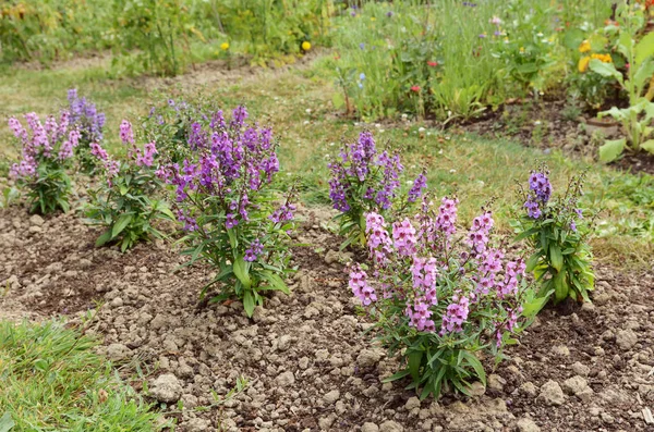 Jardim Canteiro Flores Cheio Plantas Angelonia Tons Rosa Roxo — Fotografia de Stock