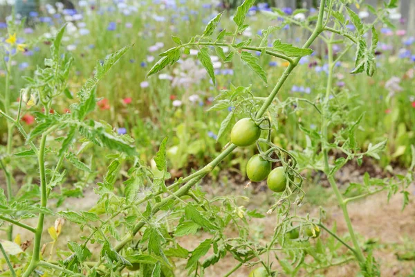 Três Tomates Verdes Uma Planta Tomate Ainda Carregando Flor Seca — Fotografia de Stock