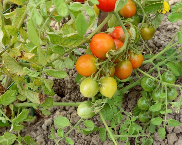 Fackverket Mognadsperiod Tomater Bush Tomatplanta Köksträdgård — Stockfoto