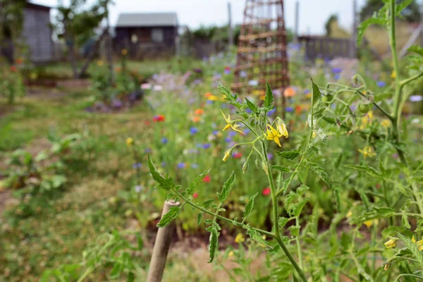 Yellow tomato flowers on a cordon plant in a rural allotment full of colourful blooms and vegetables