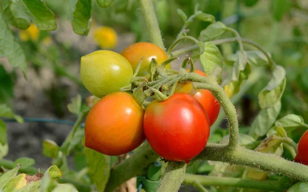 Los Tomates Alerta Roja Maduran Una Planta Tomate Arbusto Una — Foto de Stock