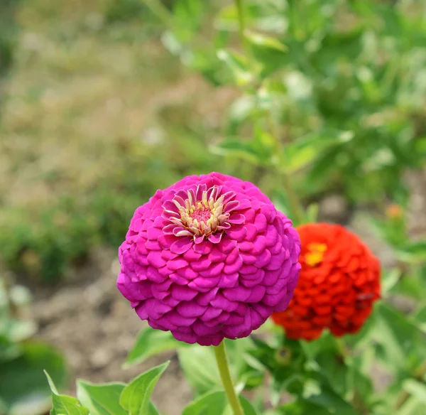 Gran Flor Zinnia Rosa Creciendo Macizo Flores Jardín Rural Verano — Foto de Stock