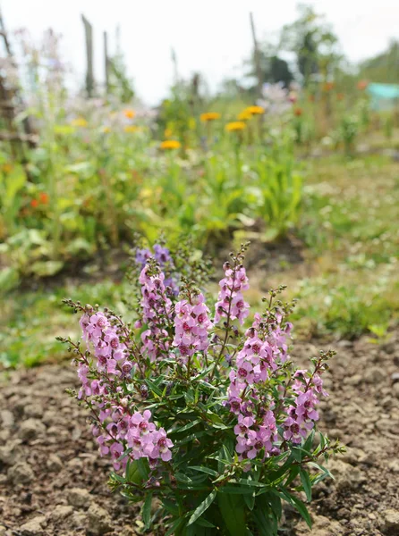 Angelonia Serena Planta Com Flores Rosa Pálidas Cresce Belo Jardim — Fotografia de Stock