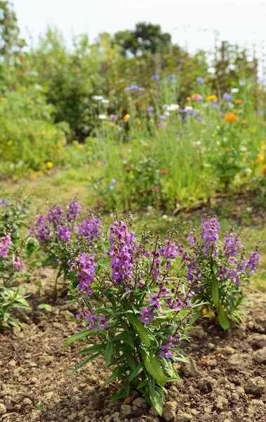 Fábricas Angelonia Serena Com Pétalas Malva Crescem Jardim Verão Contra — Fotografia de Stock