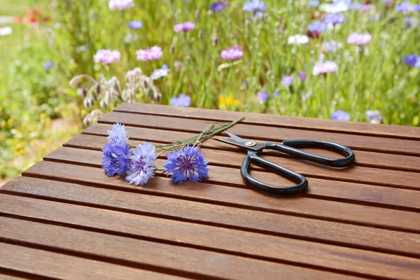 Blue Cornflowers Garden Scissors Wooden Table Tall Flowers Stand Copy — Stock Photo, Image