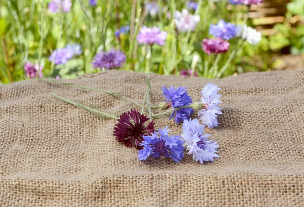 Flores Milho Azul Roxo Recém Cortadas Estão Espalhadas Saco Hessiano — Fotografia de Stock