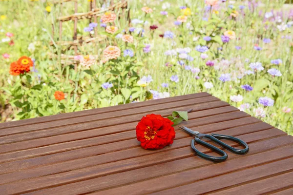 Single red zinnia cut flower with retro florist scissors on a wooden table by a blooming flower bed - with copy space