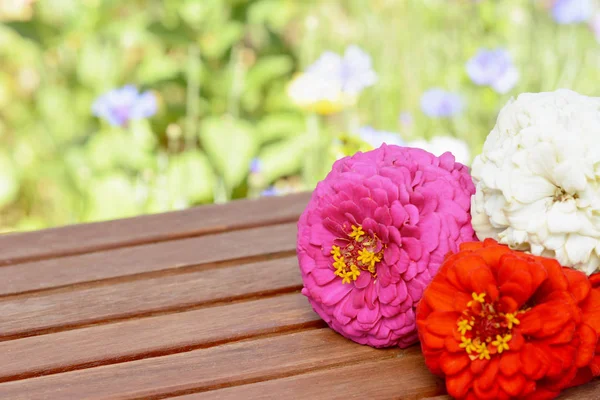 Pink White Red Zinnia Flowers Close Copy Space Wooden Table — Stock Photo, Image