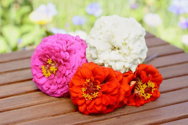 Bando Quatro Flores Zinnia Recém Cortadas Jardim Uma Mesa Madeira — Fotografia de Stock