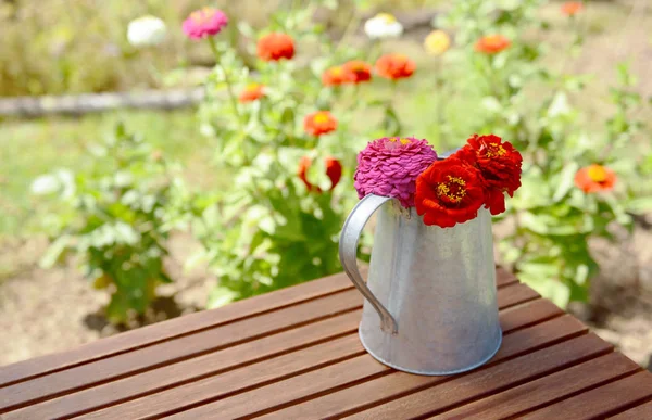 Rustic Metal Pitcher Holding Cut Zinnia Flowers Wooden Garden Table — Stock Photo, Image