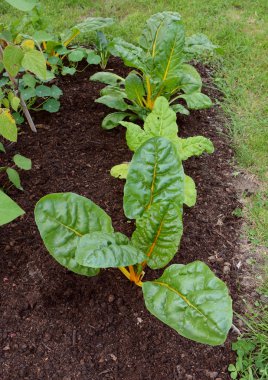 Satır ile sarı SAP sebze yatakta büyüyen yemyeşil Swiss chard bitkilerin