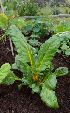Yemyeşil Swiss chard bitki büyük yeşil yaprakları ve bir servis birimi içinde büyüyen parlak sarı SAP ile