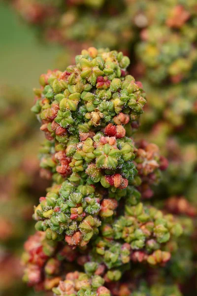 Μακροεντολή Ουράνιο Τόξο Λουλούδια Quinoa Ωρίμανση Πάνω Στο Φυτό Γυρίζοντας — Φωτογραφία Αρχείου