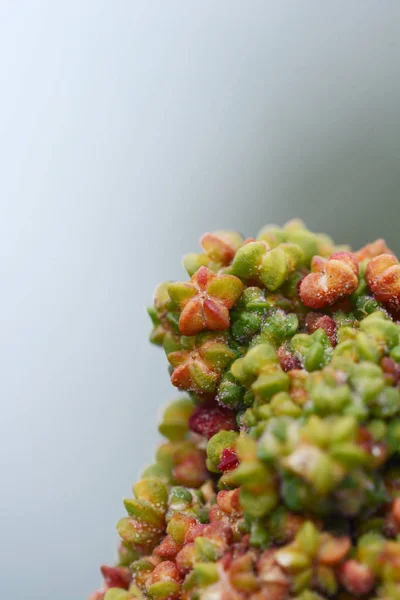 Macro Red Star Shaped Quinoa Grains Grey Background Copy Space — Stock Photo, Image