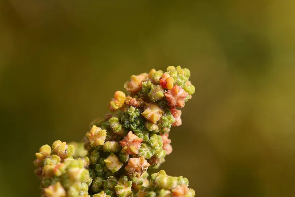 Flores Multicoloridas Ramo Uma Planta Quinoa Contra Fundo Verde — Fotografia de Stock