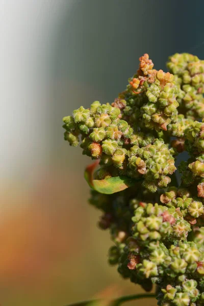 Macro Fleurs Grains Quinoa Vert Mûrissant Sur Plante Membre Famille — Photo