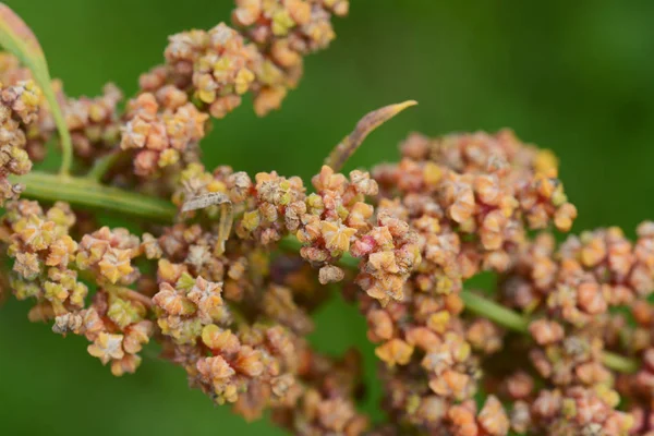 Yellow and orange flowers on the branch of a mature quinoa plant, against a green background