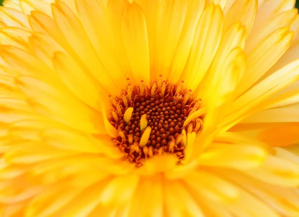 Macro Yellow Calendula Flower Red Brown Stamen Also Known Marys — Stock Photo, Image