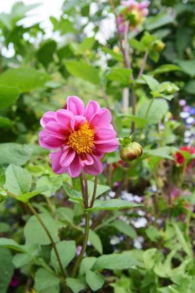 Dalia Con Pétalos Rosados Crece Entre Flores Follaje Jardín Flores — Foto de Stock