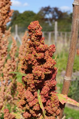 Yaz aylarında bir servis birimi büyüyen kırmızı çiçekli bir quinoa - kaz ayağı - bitki Başkanı