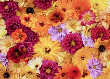 Çiçek arka bahçe çiçek - dahlias, calendulas nasturtiums, evren ve rudbeckia