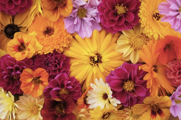 Grande Flor Calêndula Amarela Profunda Entre Flores Mistas Nastúcios Dálias — Fotografia de Stock