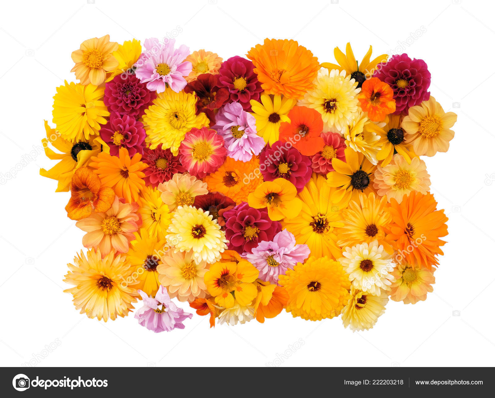 ᐈ Nasturtium Flower Stock Pictures Royalty Free Nasturtiums Images Download On Depositphotos