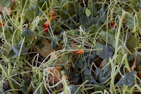 Листья Настурция Цветы Убитые Морозом Зимой Покрытые Капельками Воды — стоковое фото