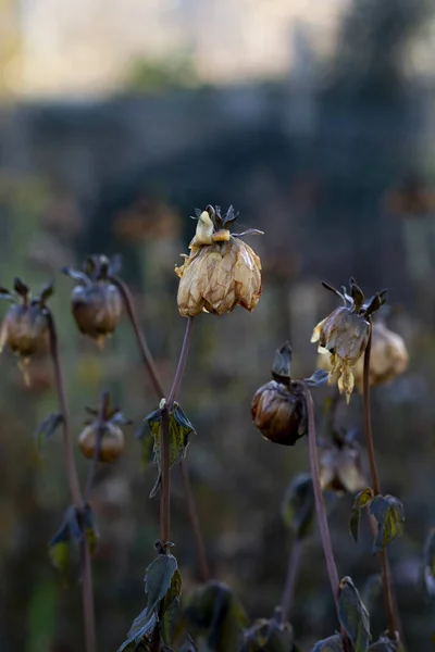 Растение Далии Убитых Морозом Зимой Темной Листвы Влажные Вялые Лепестки — стоковое фото