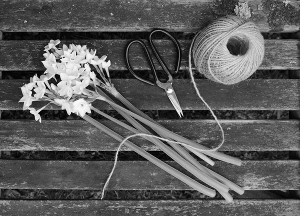 Ball of twine and gardening scissors with a bunch of white narcissi flowers on a wooden slat bench - monochrome processing