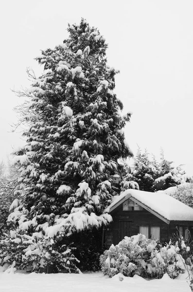 背の高い針葉樹の木に囲まれた雪に覆われた木製の小屋の静かな雪のシーン モノクロ処理 — ストック写真