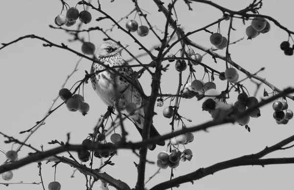 Feldarbeit Sitzt Zwischen Zweigen Eines Krabbenapfelbaums Mit Schneebedeckten Früchten Die — Stockfoto