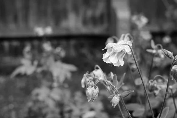 Aquilegia flowers covered in raindrops, with wet garden flower bed beyond - monochrome processing